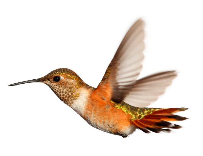 hummingbird